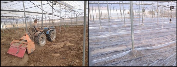 Incorporación de estiércol en el suelo de un invernadero (izquierda) y aplicación de plásticos para los tratamientos de biosolarización (derecha).