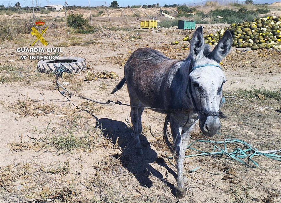 Uno de los animales que se encontraba en la finca