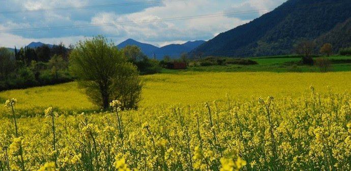 Archivo - Campo catalán
