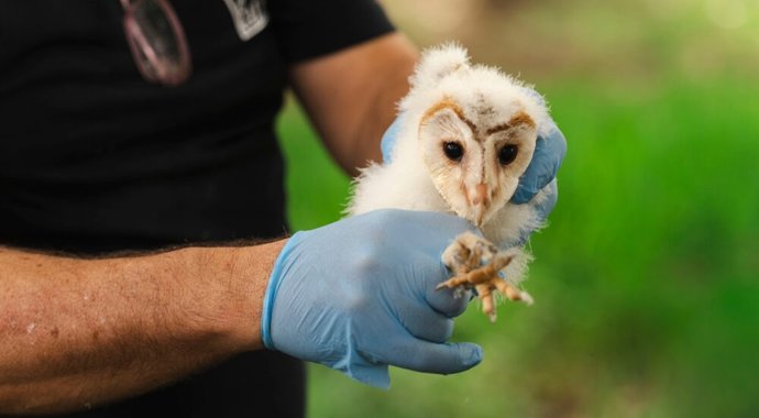El Ayuntamiento de Barcelona ha reintroducido la lechuza común en la montaña de Montjuïc.