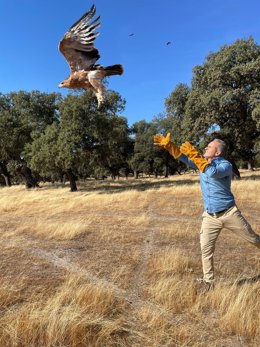 Rafael Martínez libera al ejemplar de águila imperial ibérica.