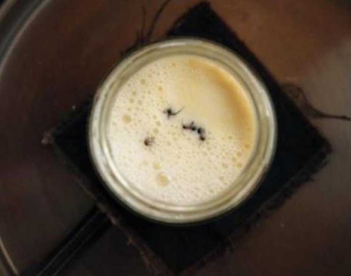 Siguiendo un método tradicional búlgaro de elaboración de yogur, los investigadores añadieron cuatro hormigas del bosque vivas a un tarro de leche caliente.