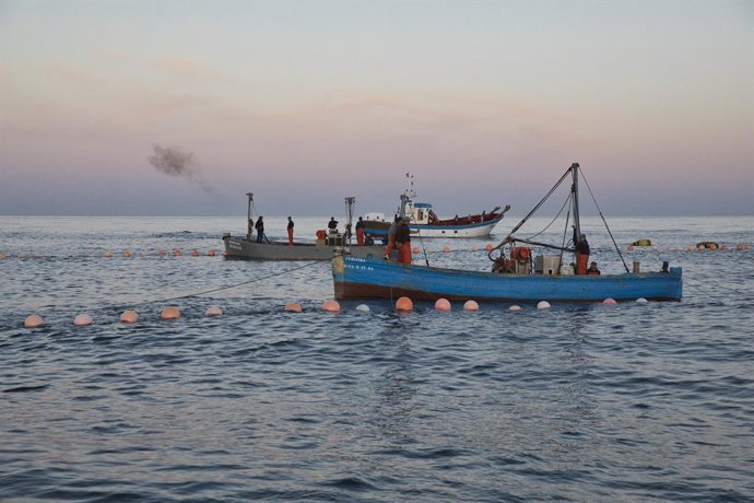 Varios pescadores durante la ‘levantá’ del atún en las inmediaciones de Barbate, a 27 de mayo de 2025, en Barbate, Cádiz, Andalucía (España). La 'levantá' de Barbate es el momento culminante y más espectacular de la pesca tradicional del atún rojo en la a