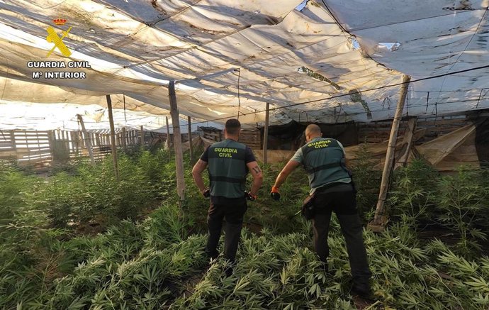 Desmantelado un centro de producción de marihuana en El Ejido (Almería).