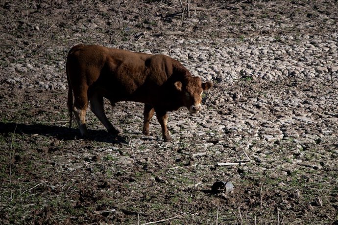 Archivo - Arxiu - Una vaca en el pantà de Sau, a 20 de novembre de 2023, a Vilanova de Sau, Barcelona, Catalunya (Espanya)
