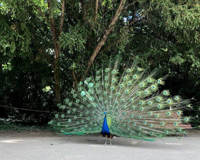 VTLP reclama un plan urgente para garantizar el bienestar de los animales del Campo Grande
