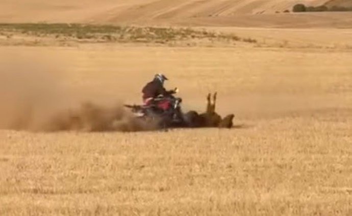 Fragmento de un vídeo en el que se observa cómo un quad atropella a una vaquilla en un encierro de Bolaños de Campo (Valladolid).