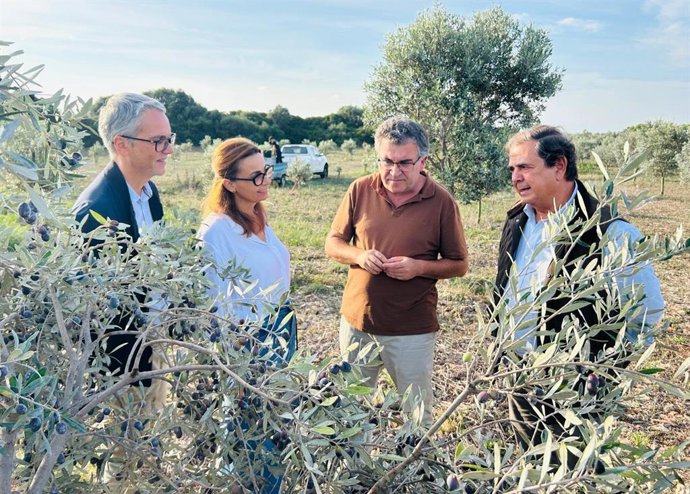 El Govern inaugura la primera campaña completa de la IGP 'Oli de Menorca' / 'Aceite de Menorca'