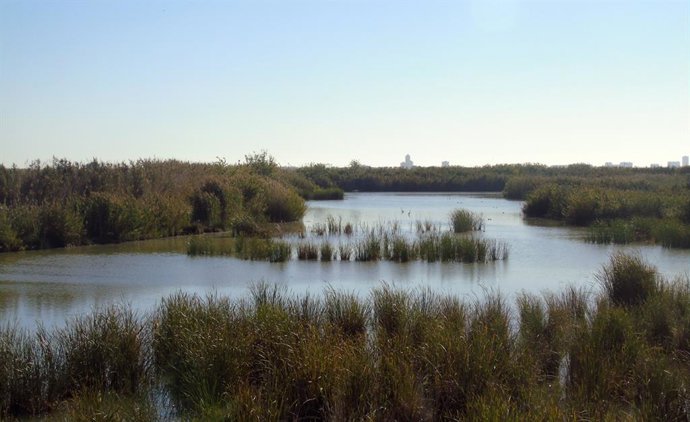 La UPV estudia en l'Albufera soluciones basadas en la naturaleza en la lucha contra el cambio climático