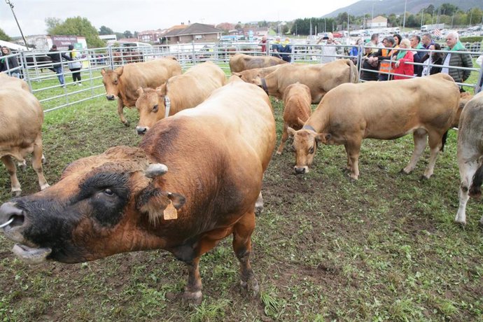 Concentración ganadera en Anero