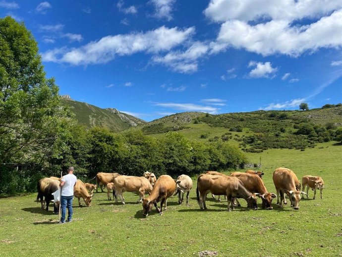 Archivo - Vacas.