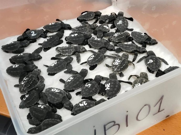 Tortugas marinas recién nacidas en Ibiza