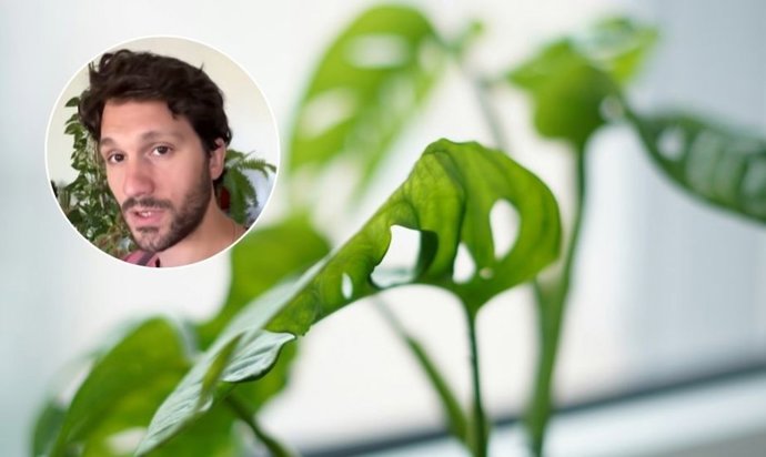 Cinco plantas ideales para personas olvidadizas: no se mueren aunque pases días sin regarlas