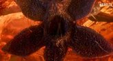 Foto: La sinopsis de la temporada final de Stranger Things confirma una extendida teoría fan