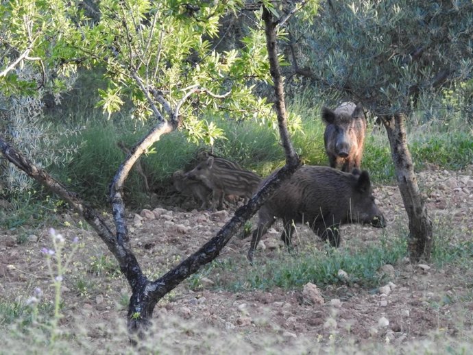 Jabalíes en La Murta