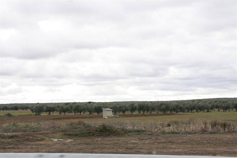 Archivo - Campo, Olivos