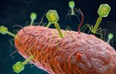 Foto: Desarrollan una IA para leer el 'código' de los virus bacterianos y diseñar tratamientos con fagos personalizados