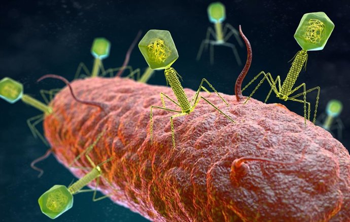 Virus bacteriófagos atacando a una bacteria.