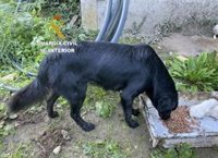Investigada una vecina de Gondomar (Pontevedra) por la aparición de diez cachorros ahogados en un río