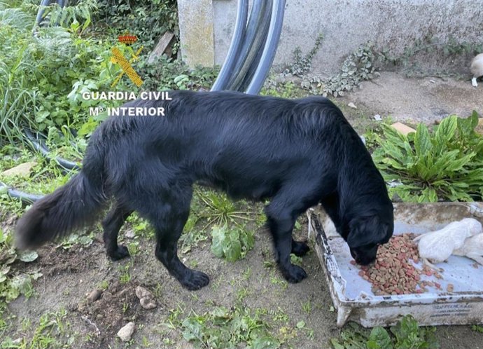 Um morador de Gondomar (Pontevedra) foi denunciado pelo aparecimento de 10 filhotes de cachorro afogados em um rio do município.