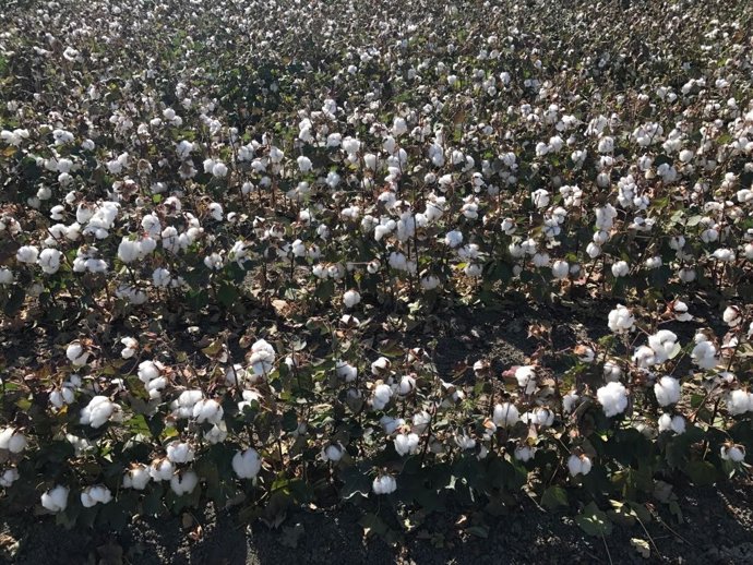 Archivo - Cultivo de algodón.