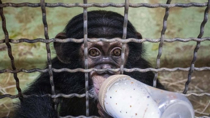 Chimpancé en Bioparc