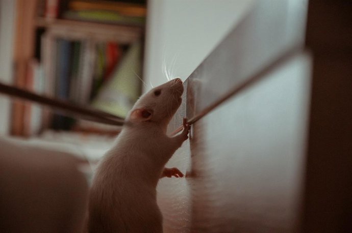 Qué significa tener ratones en casa: soluciones y recomendaciones para mantenerlos alejados