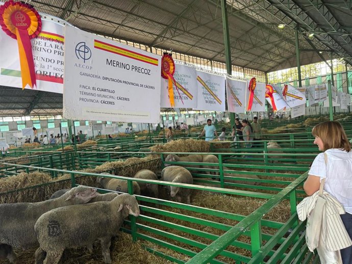 La ganadería Merino Precoz de la Diputación de Cáceres recibe varios premos en la FIG de Zafra 2025