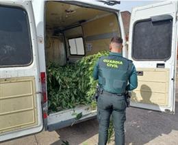 La Guardia Civil investiga a un vecino de Tudela de Duero por cultivo de cannabis en una finca en la que se han intervenido 22 plantas de gran tamaño, siete ya recolectadas
