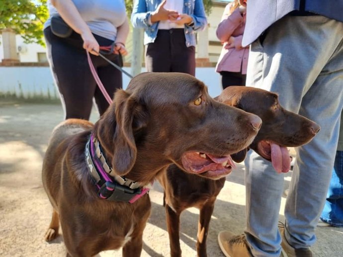 El Ayuntamiento de Riba-roja y la Unidad Canina de la Policía Local impulsan una innovadora iniciativa para el acompañamiento emocional de personas con enfermedad mental