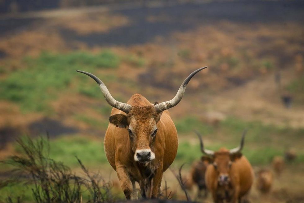 Archivo - Varias vacas en terrenos calcinados de la ganadería de alta montaña de Mario Nogueira, a 29 de agosto de 2025, en Quiroga, Lugo, Galicia (España). Todos los incendios declarados en Galicia permanecen bajo control. En las últimas horas se han d