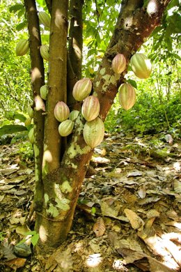 Archivo - Cultivo de cacao.