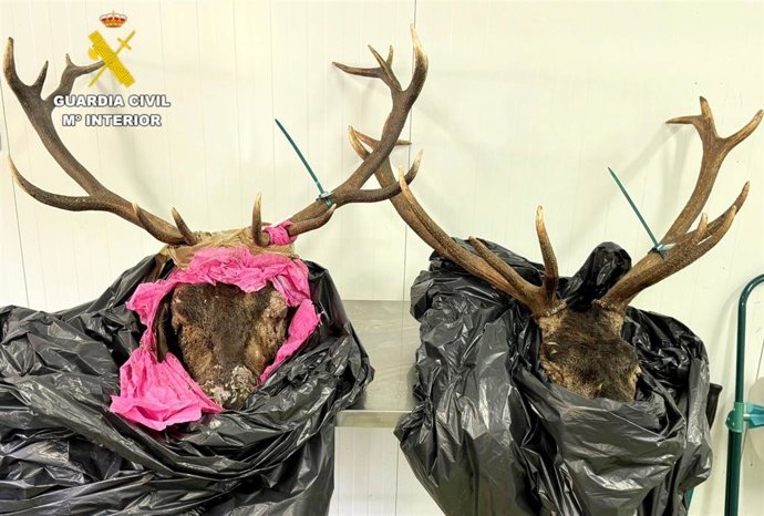 Denunciado por llevar dos cabezas de venado sin precinto cuando circulaba por Potes