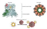 Foto: Diseñan nanoanillos de proteínas que detectan y neutralizan el Sars-Cov-2