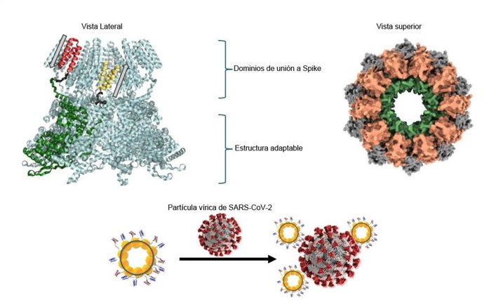 Ilustración de la estructura del nanoanillo de proteínas diseñado y patentado por los investigadores del IBB-UAB y el CONICET.
