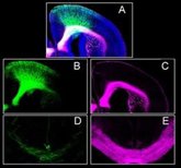 Foto: La ausencia del receptor CB1 en el desarrollo embrionario altera la formación de la corteza prefrontal