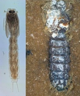A la izquierda: pupa actual del mosquito no picador (Lasiodiamesa sp.); a la derecha: pupa fósil de Telmatomyia Talbragarica del Jurásico de Australia