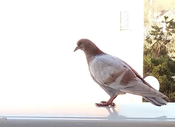 Archivo - Imagen de recurso de una paloma