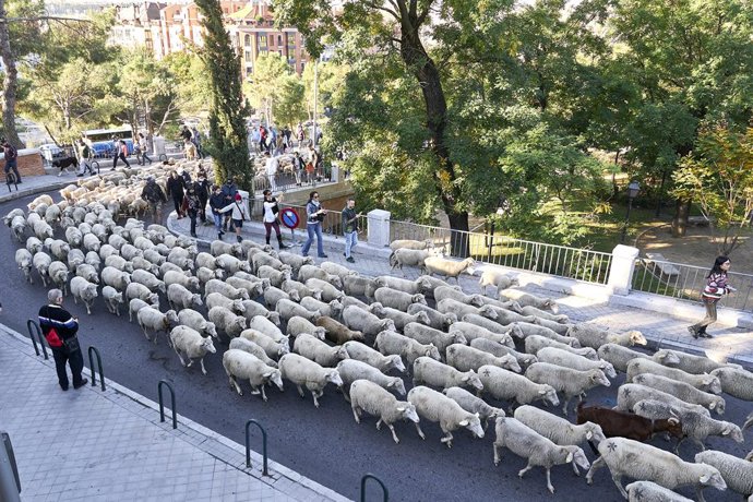Archivo - Ovejas del rebaño trashumante que celebra la XXVIII Fiesta de la Trashumancia