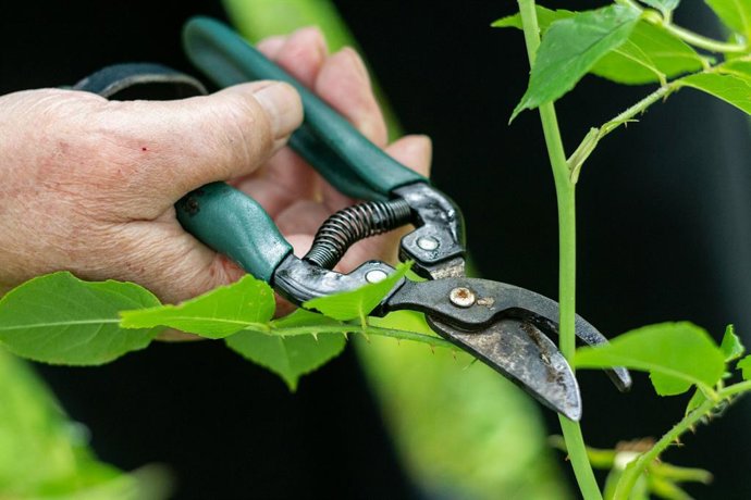 Plantas que debes podar en octubre antes de que sea demasiado tarde y cómo hacerlo