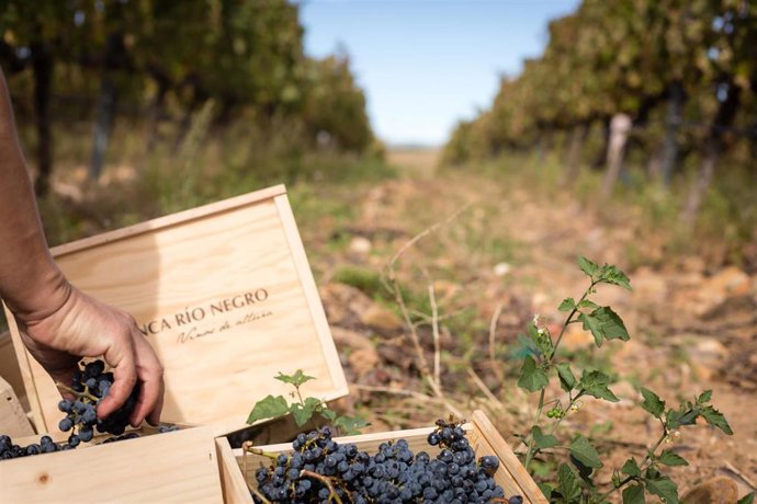 Archivo - Vendimia de Finca Río Negro