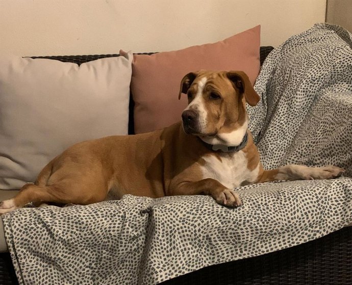 Animal de compañía