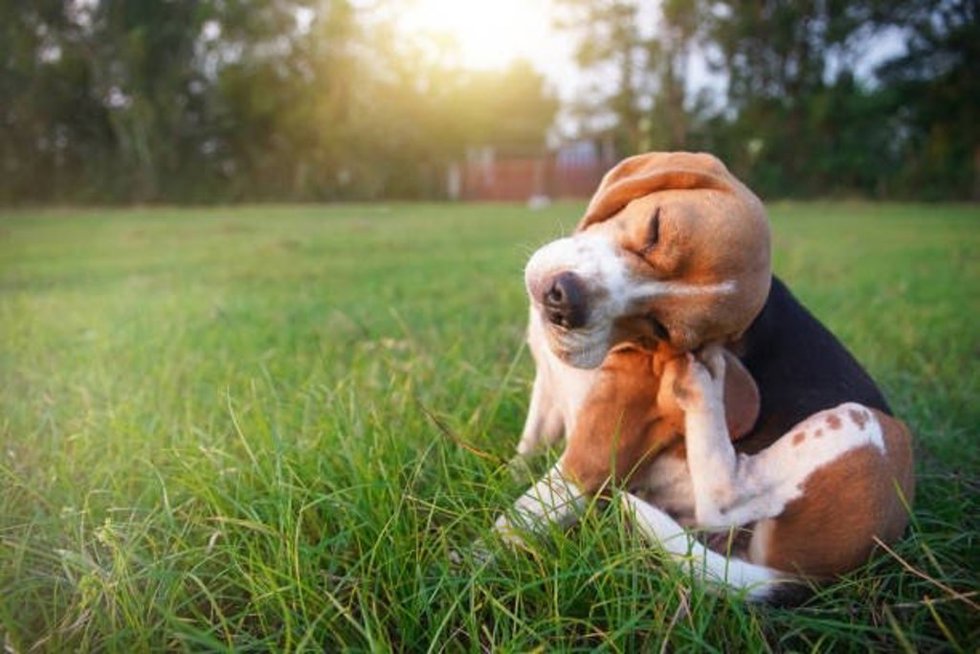 El cambio climático multiplica la amenaza de garrapatas, que afectan a más del 75% de los perros, según la RSCE