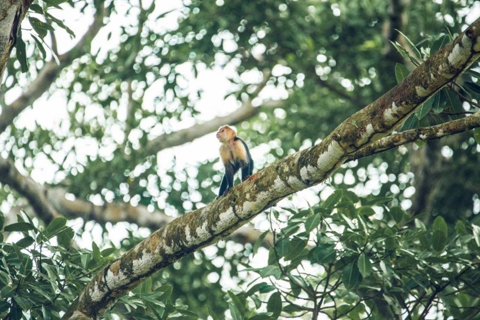 Guanacaste Y Sus Ocho Áreas Protegidas: Ejemplo Costarricense De Conservación Y Turismo Sostenible