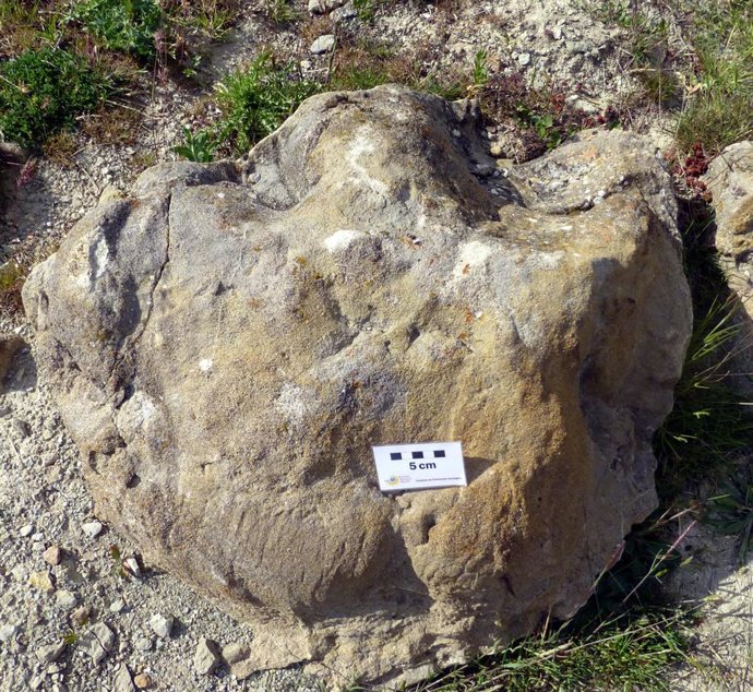 Icnita tridáctila del pie de un dinosaurio ornitópodo en Cedrillas (Teruel).