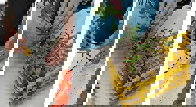 Ensayos del Ifapa de La Mojonera (Almería) para evaluar la eficacia de la biosolarización y la biofumigación frente a virus del tomate y del pepino.