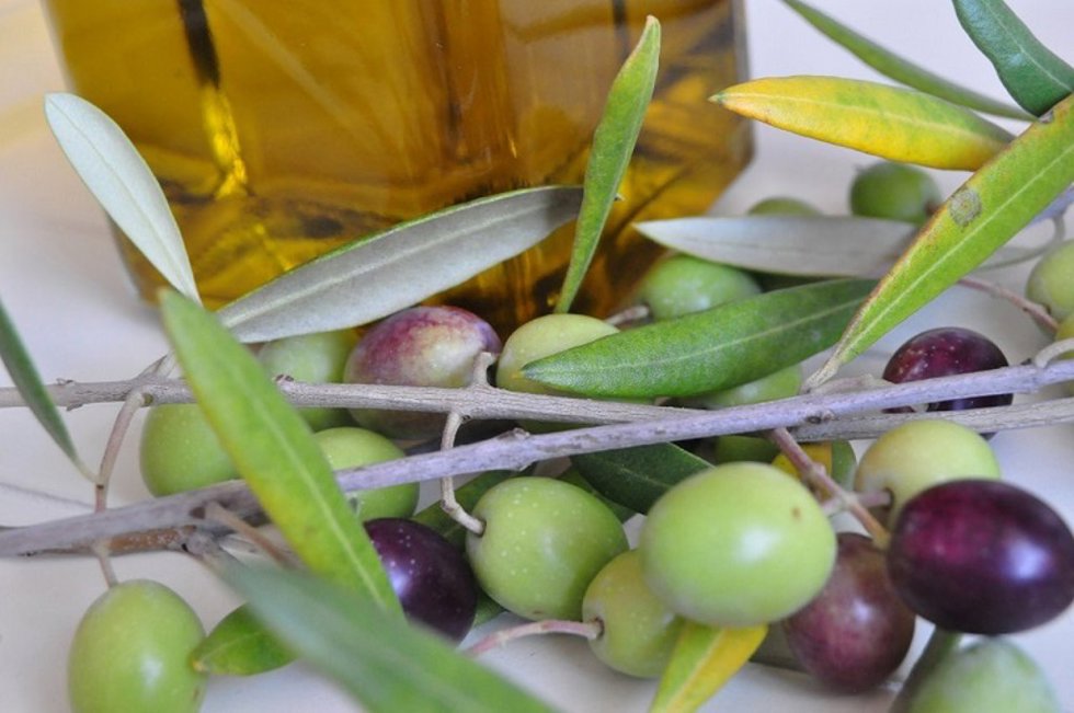 Archivo - Aceitunas extremeñas.