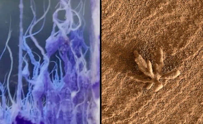 Jardines químicos creados en laboratorio