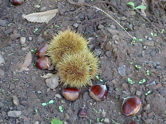 La campaña de la castaña en el Valle del Genal, en la comarca malagueña de la Serranía de Ronda, afronta este año un escenario más favorable respecto a los últimos años gracias a las abundantes lluvias registradas durante el pasado otoño