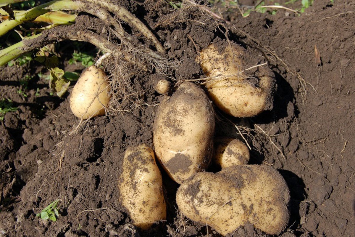 El Gobierno aprueba las ayudas para productores de patata de Valderredible afectados por el huracán Kirk en 2024